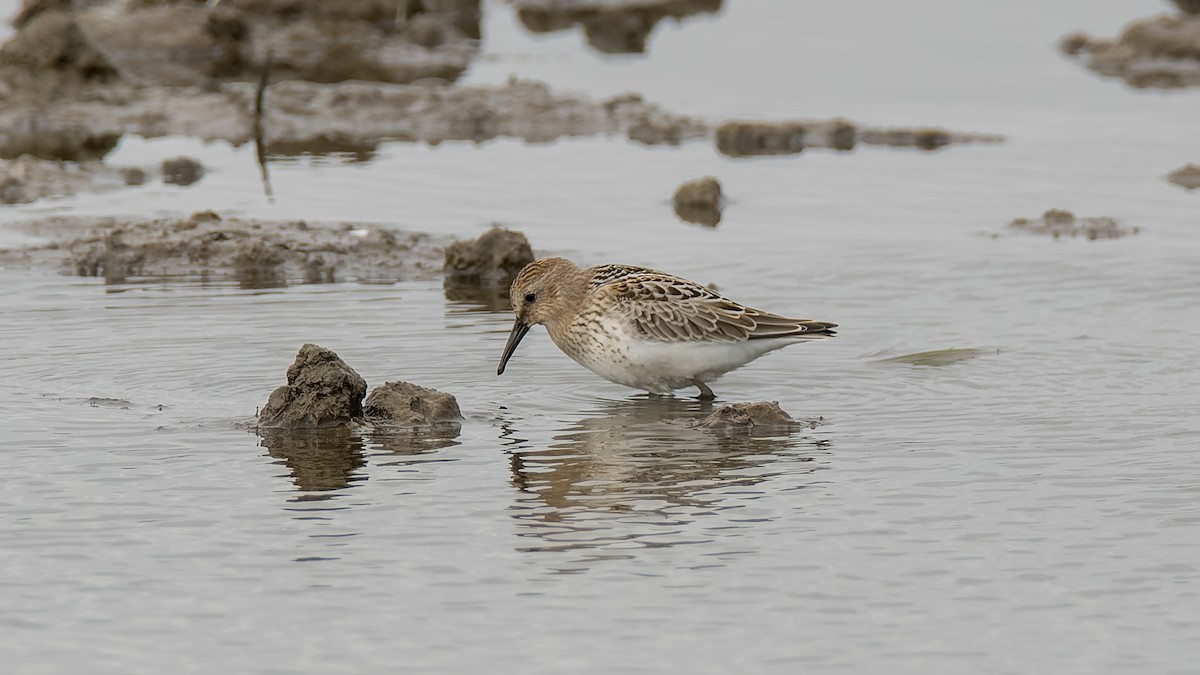 Dunlin (arctica) - Peter Kennerley