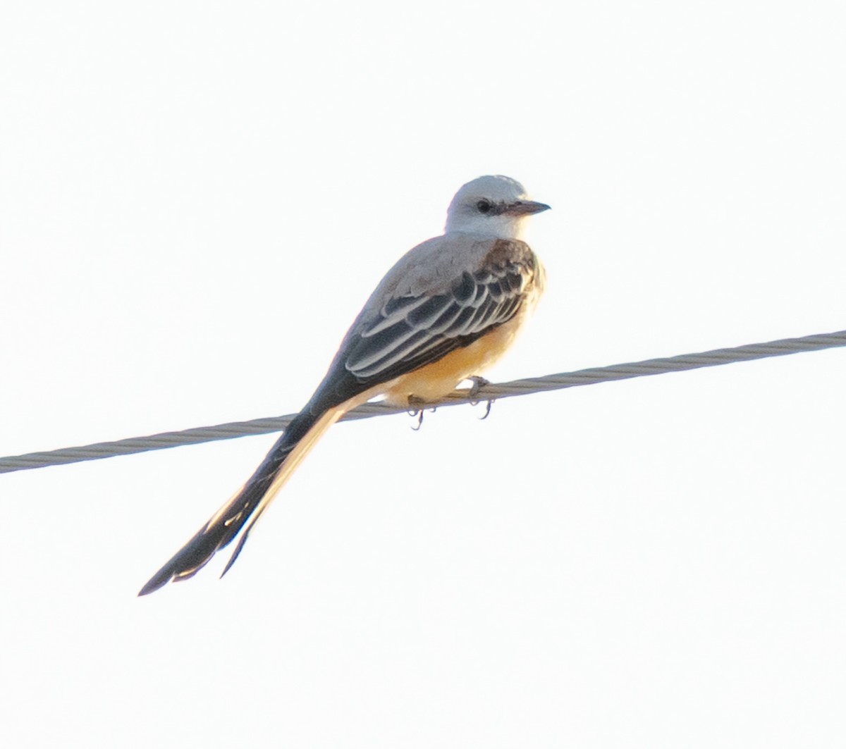 Scissor-tailed Flycatcher - ML640640349