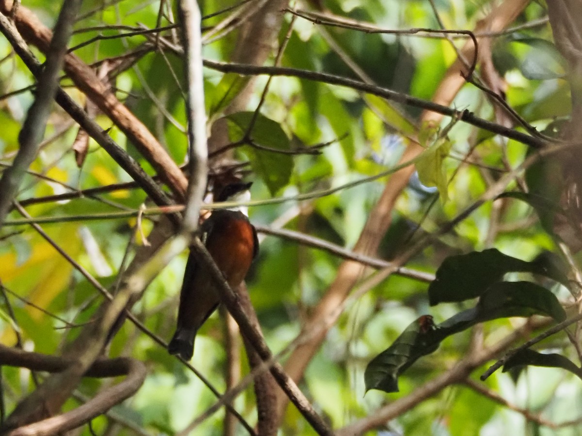Flame-crowned Manakin - ML640640360