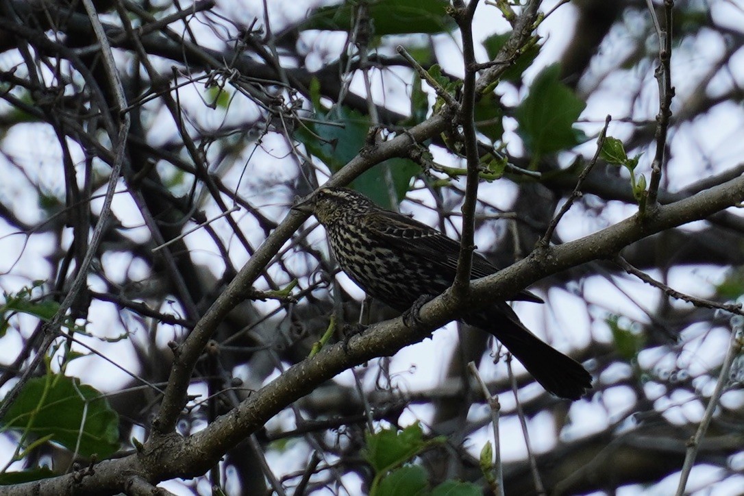 Red-winged Blackbird - ML640640458