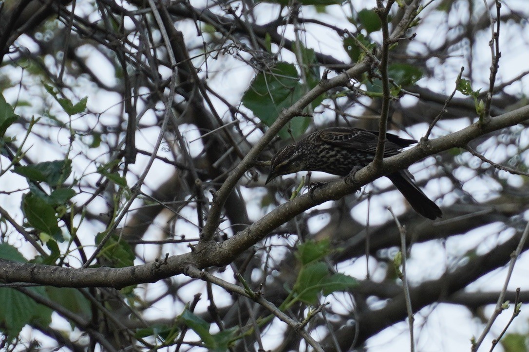 Red-winged Blackbird - ML640640536