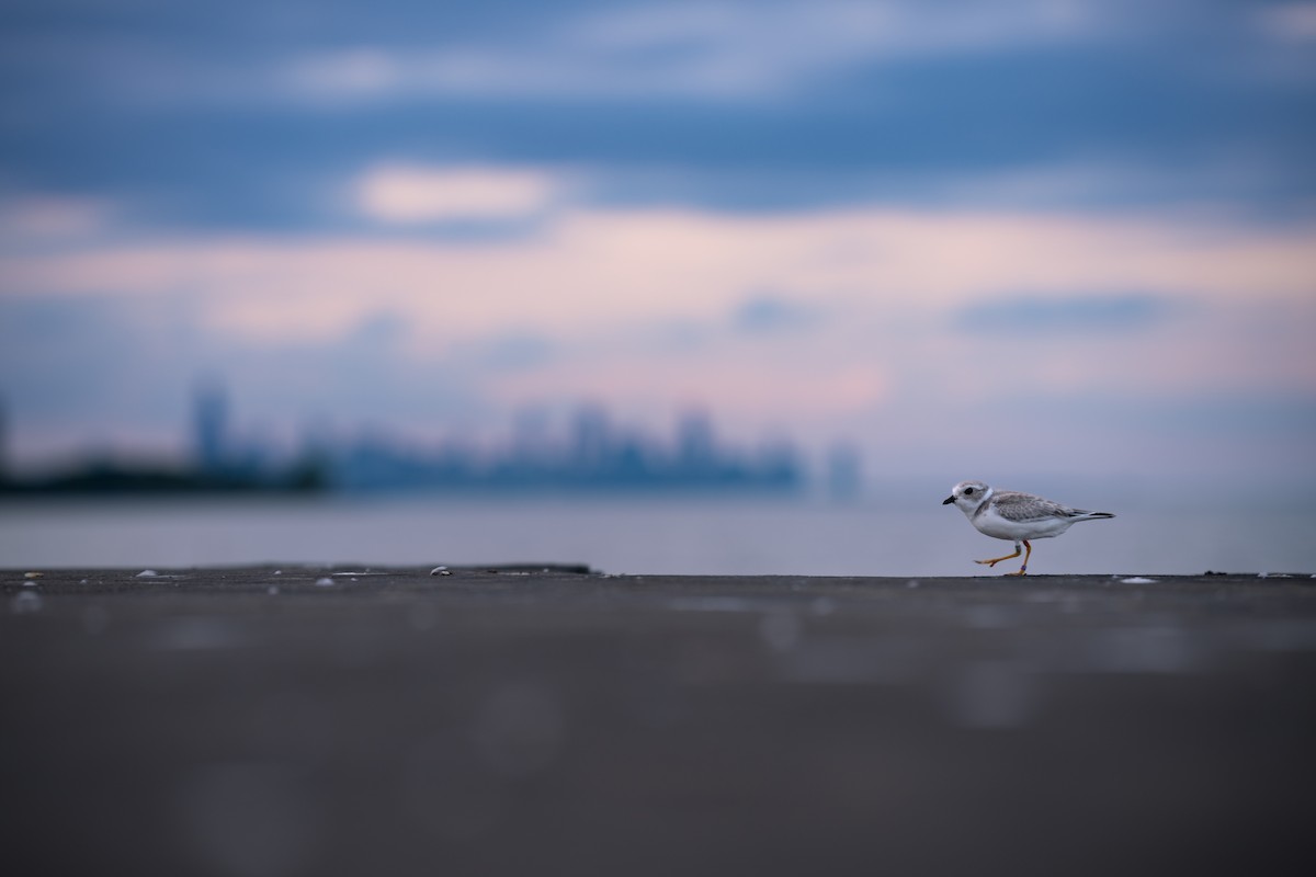 Пісочник жовтоногий - ML640640537