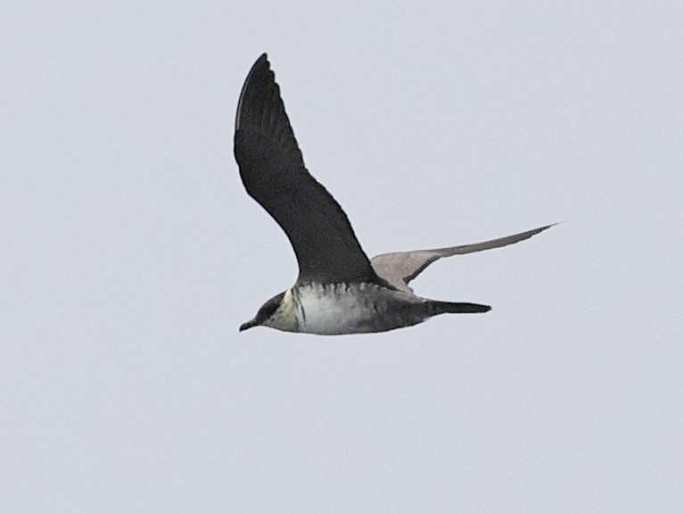 Long-tailed Jaeger - ML640640577