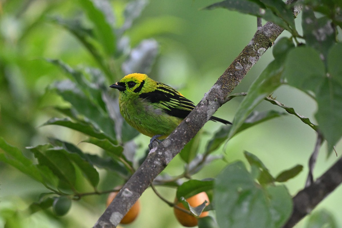 Emerald Tanager - ML640640600