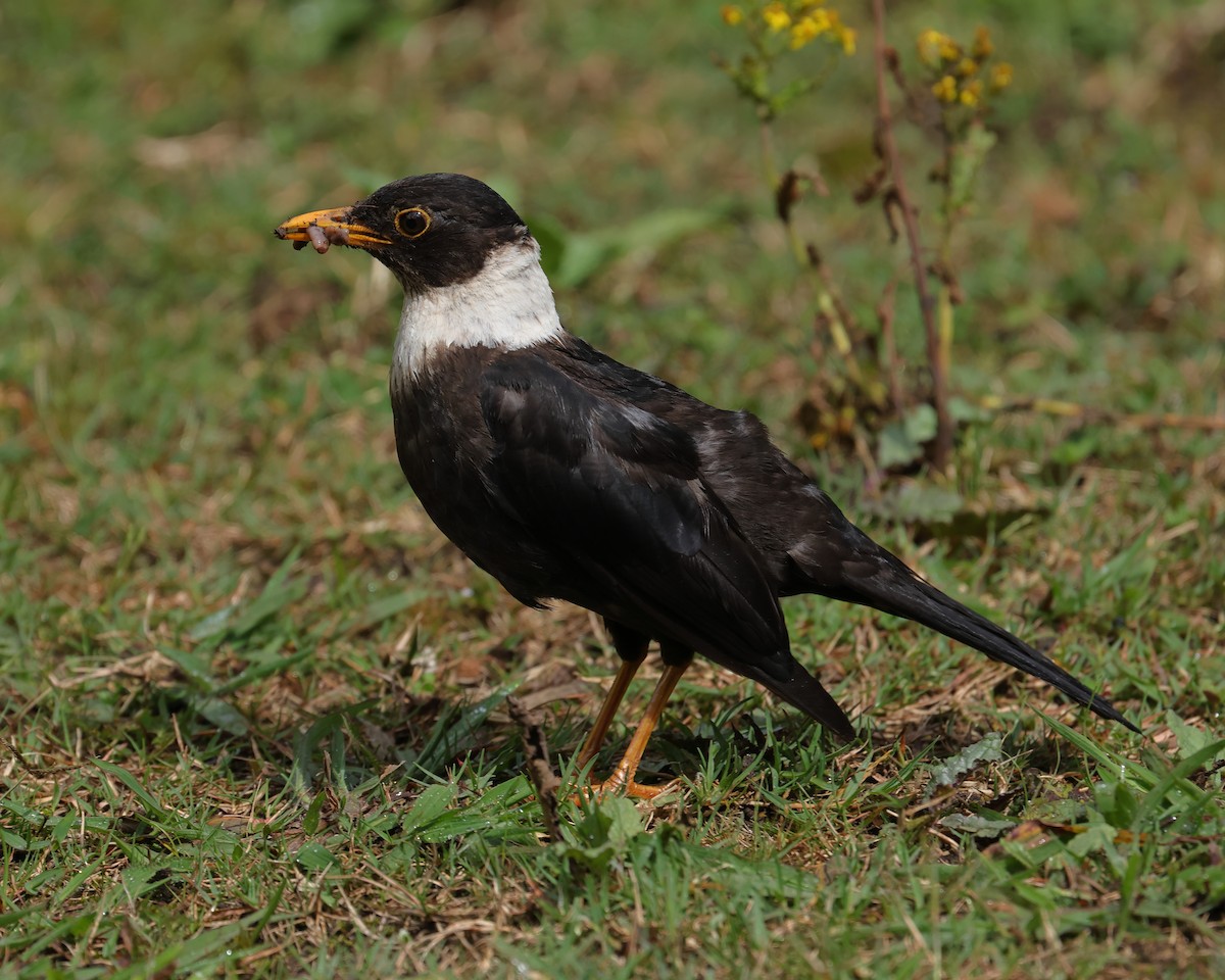 White-collared Blackbird - ML640640606