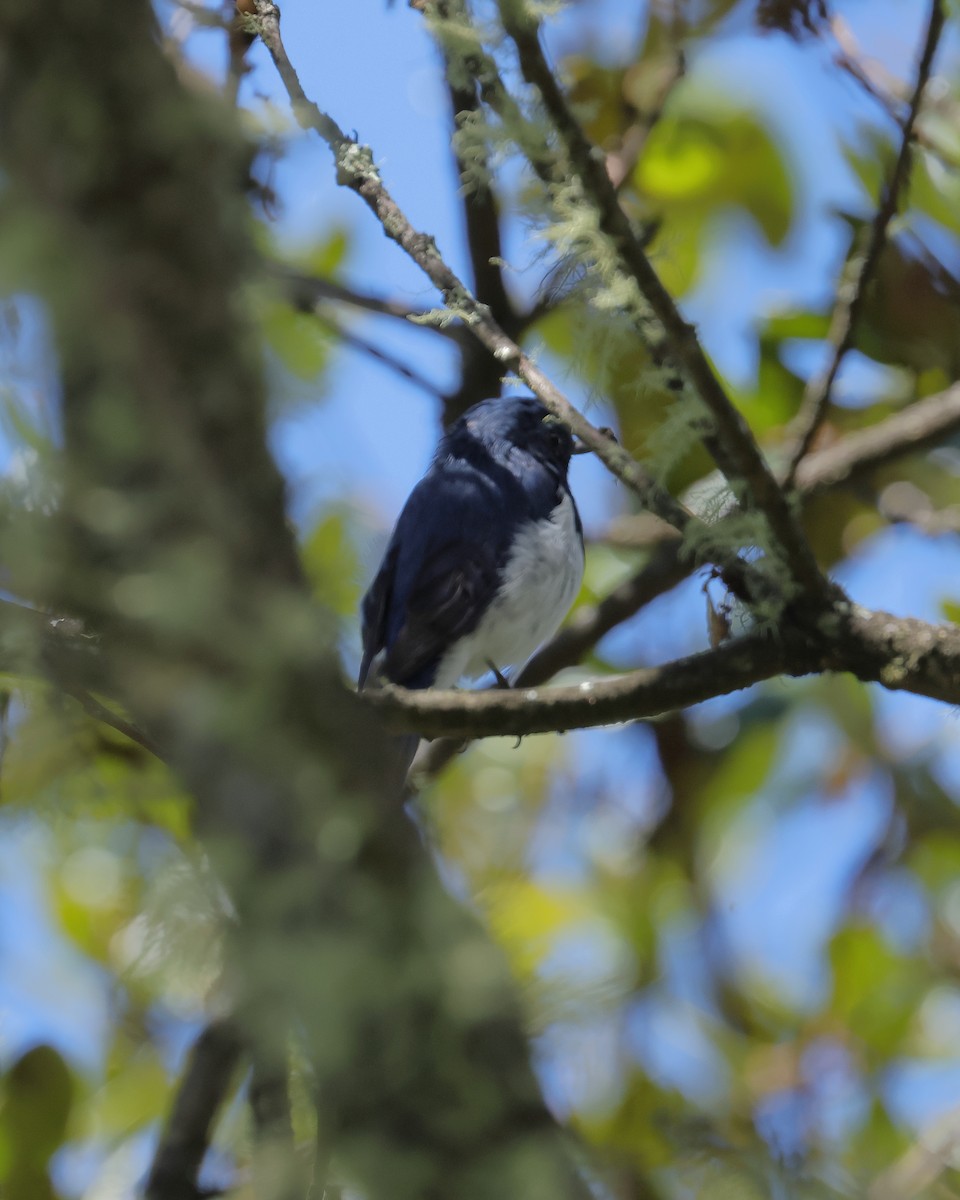 Ultramarine Flycatcher - ML640640625