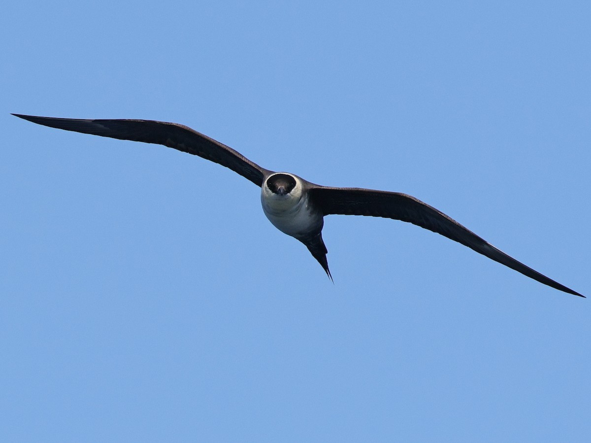 Long-tailed Jaeger - ML640640628
