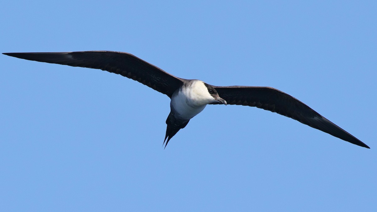 Long-tailed Jaeger - ML640640635