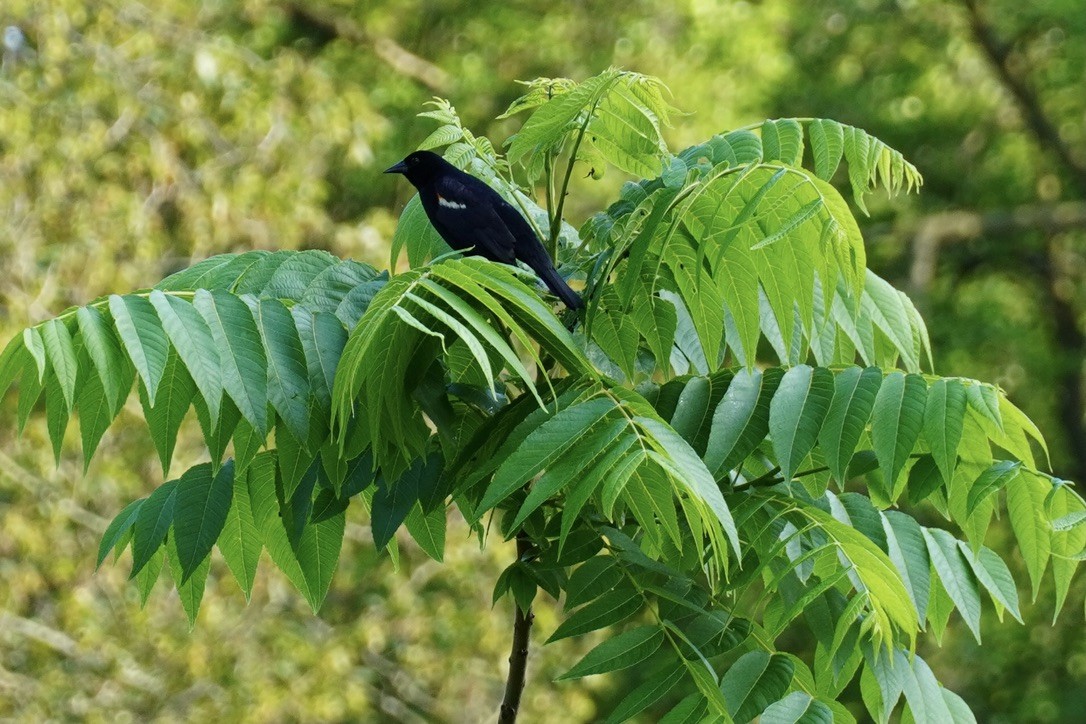 Red-winged Blackbird - ML640640665