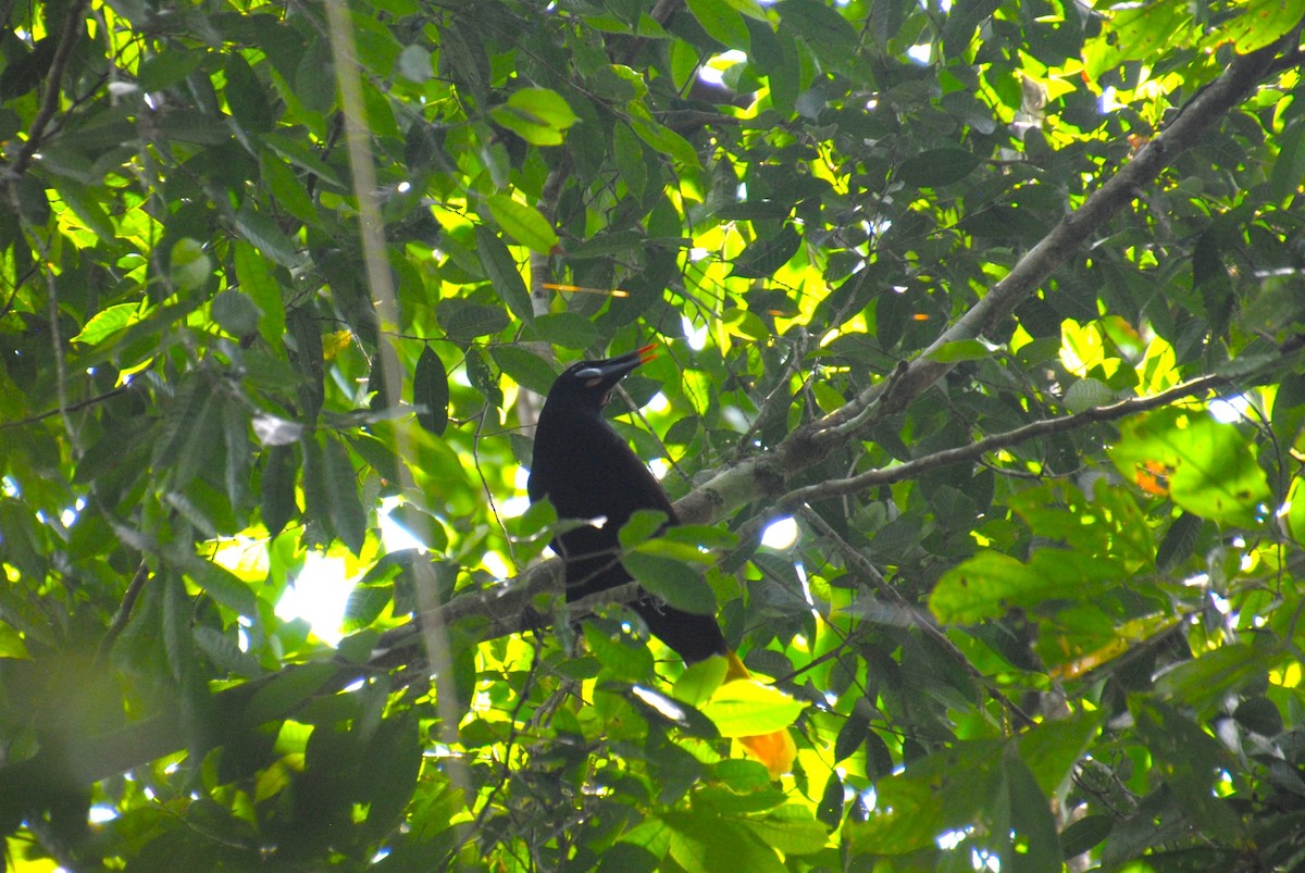 Black Oropendola - ML640640722