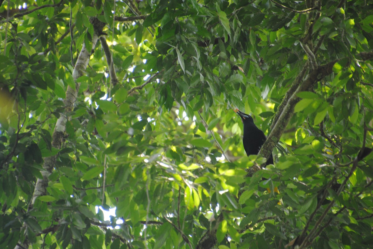 Black Oropendola - ML640640723