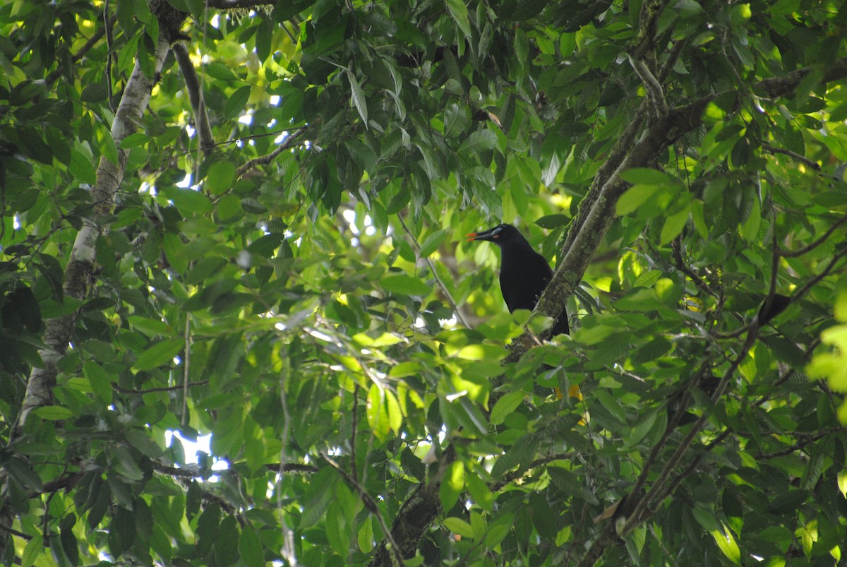 Black Oropendola - ML640640724