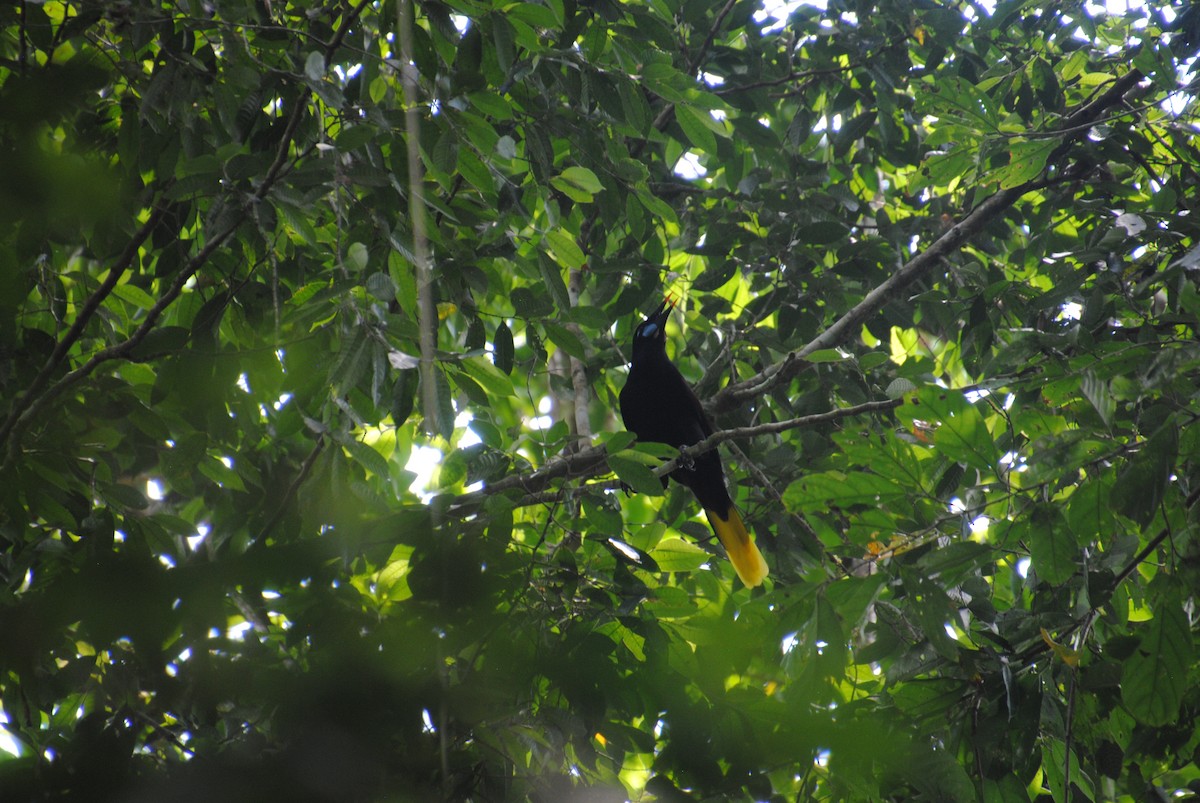 Black Oropendola - ML640640726