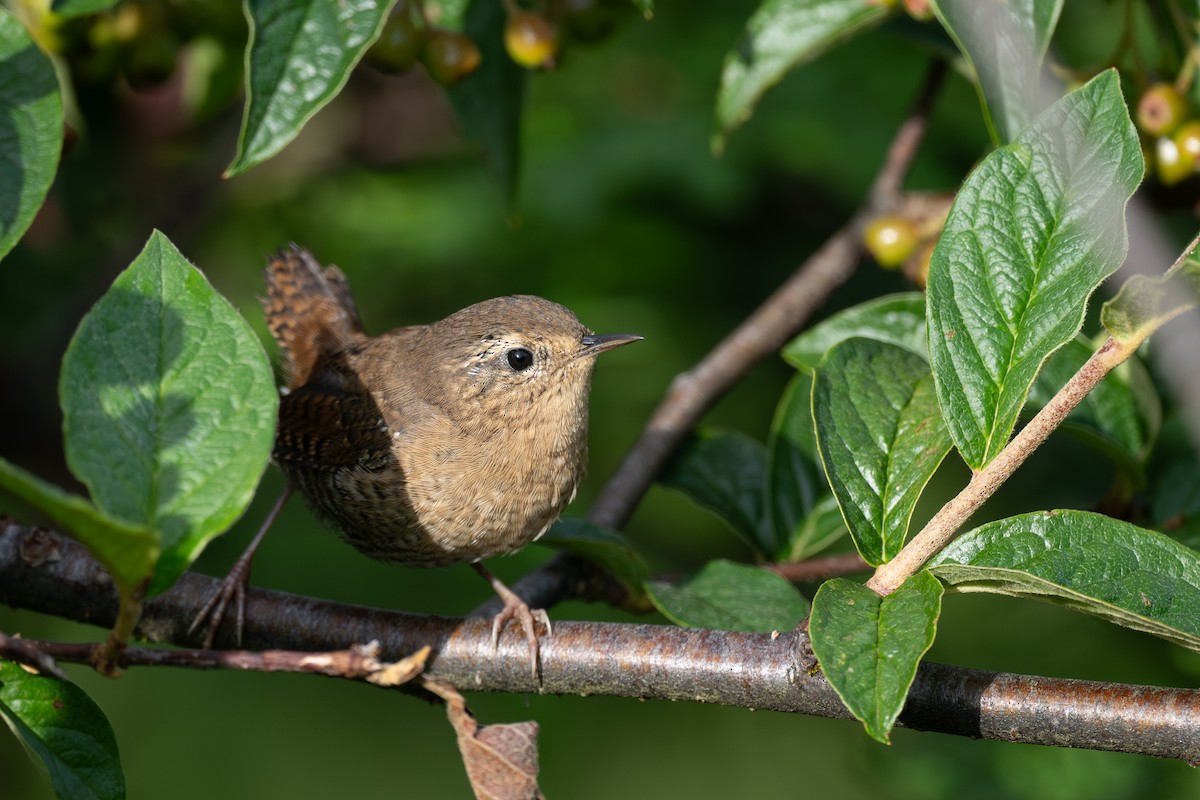 Pacific Wren - ML640640756