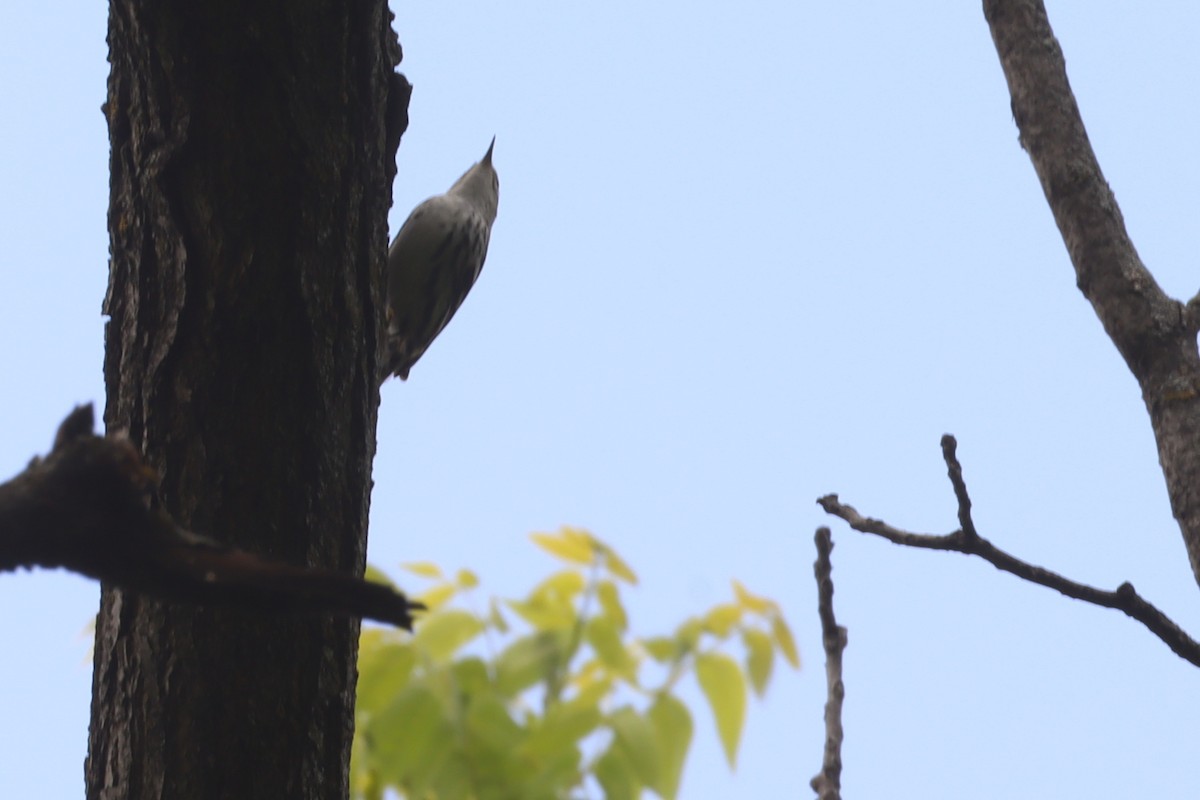 Paruline noir et blanc - ML640640794