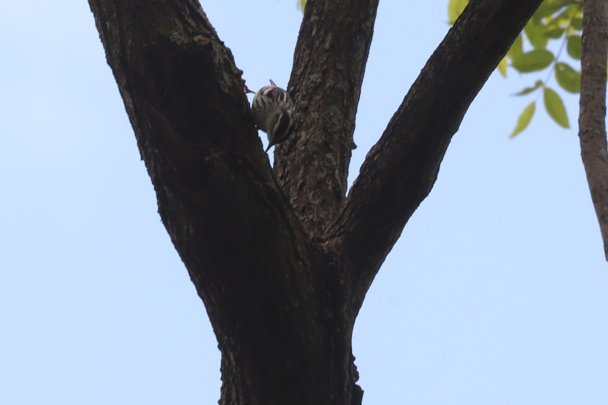 Paruline noir et blanc - ML640640795