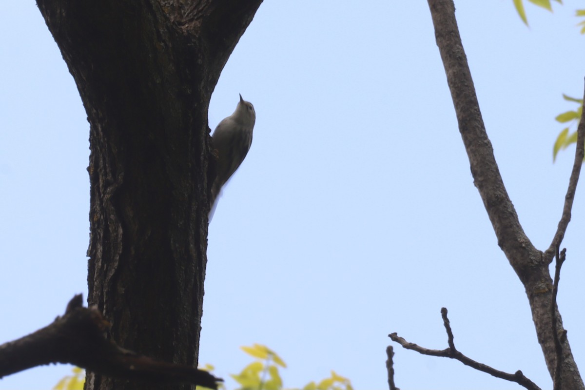 Paruline noir et blanc - ML640640796