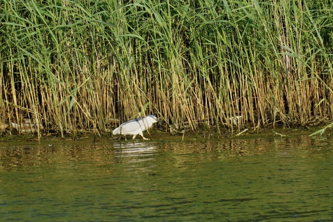 Black-crowned Night Heron - ML640640806