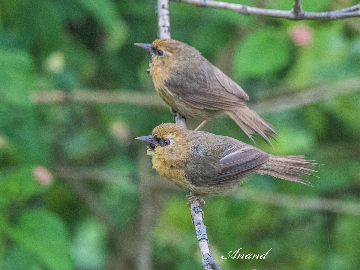 Black-chinned Babbler - ML640640807