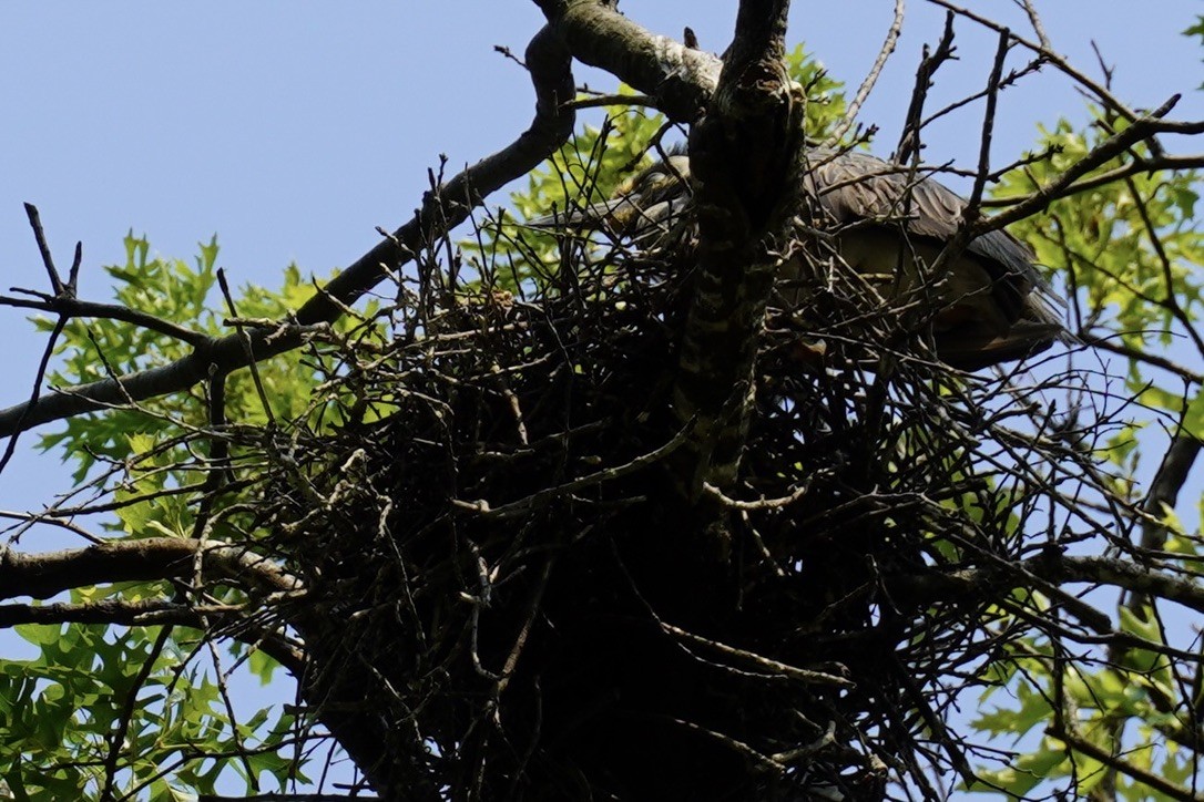 Yellow-crowned Night Heron - ML640640882