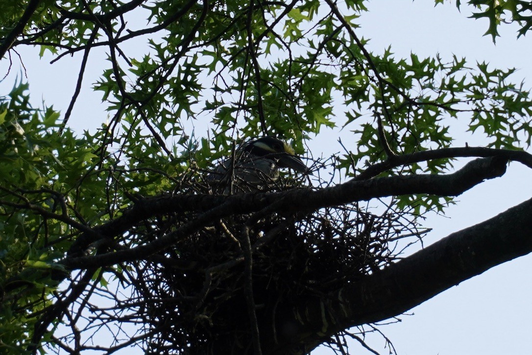 Yellow-crowned Night Heron - ML640640932