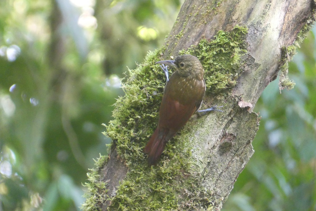 Spotted Woodcreeper - ML640640996