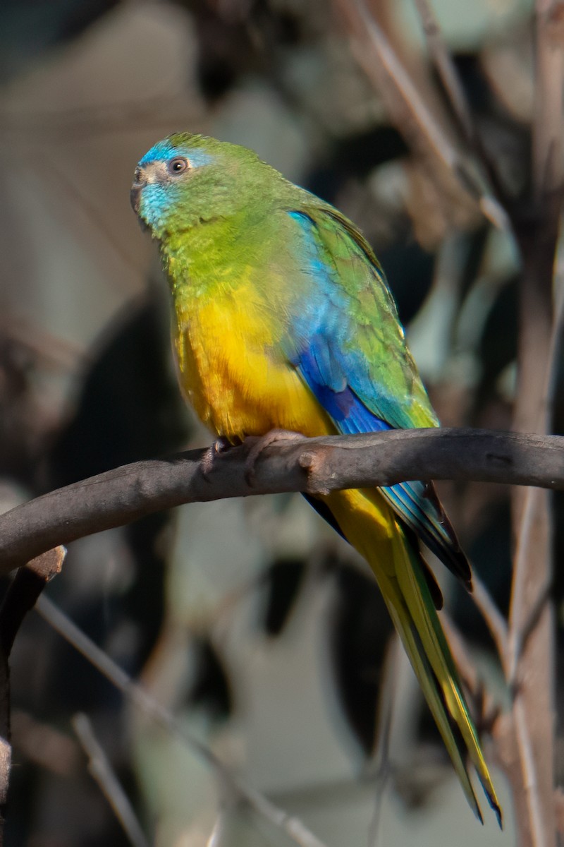 Turquoise Parrot - ML640641008