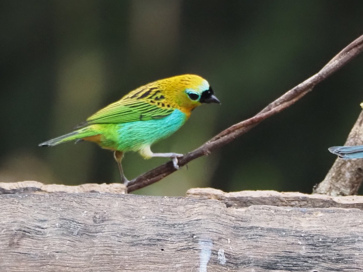 Brassy-breasted Tanager - ML640641016