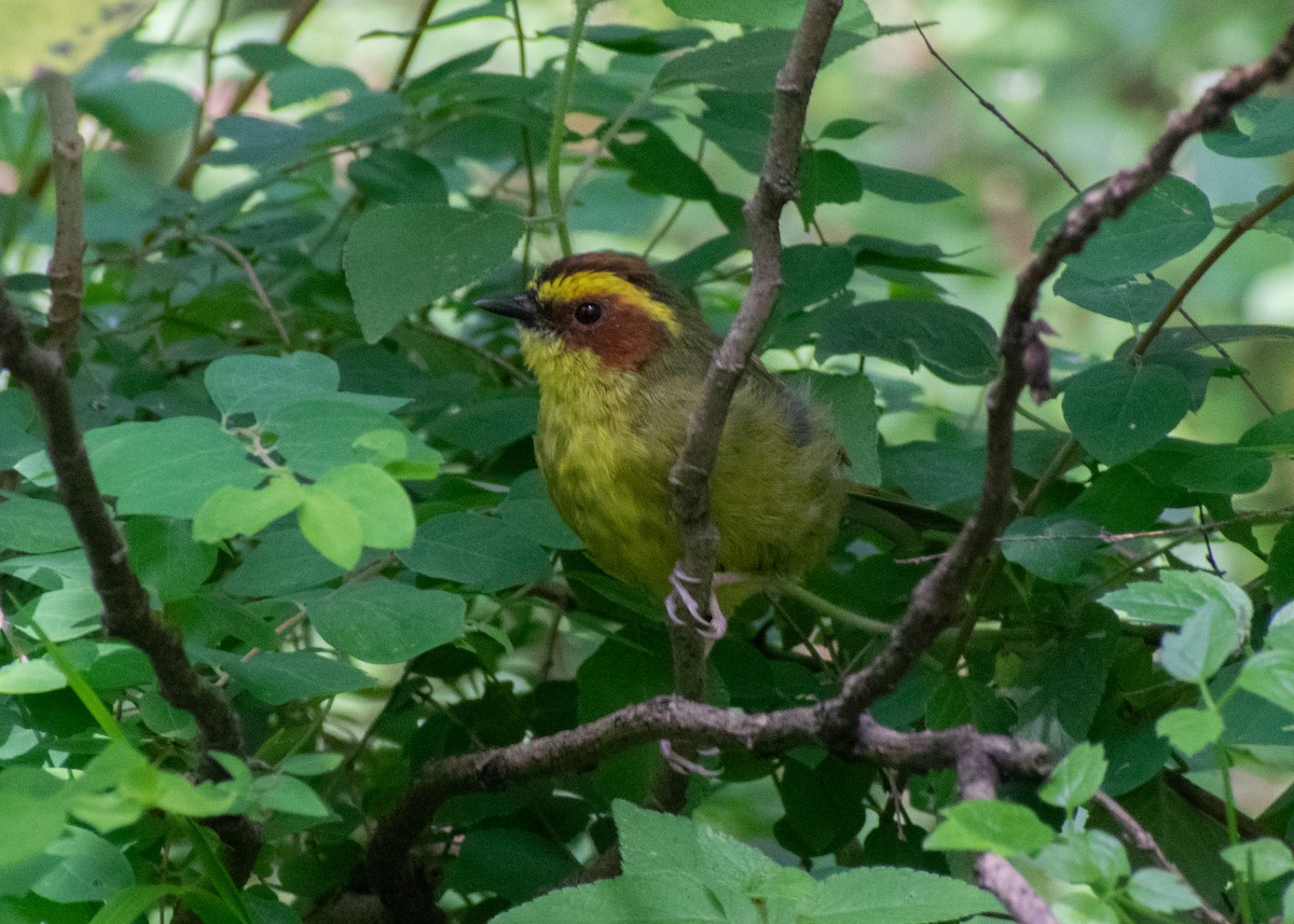 Golden-browed Warbler - ML640641084
