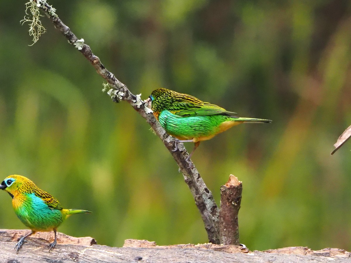 Brassy-breasted Tanager - ML640641095
