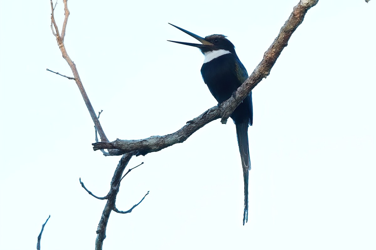 paradisjakamar - ML640641107