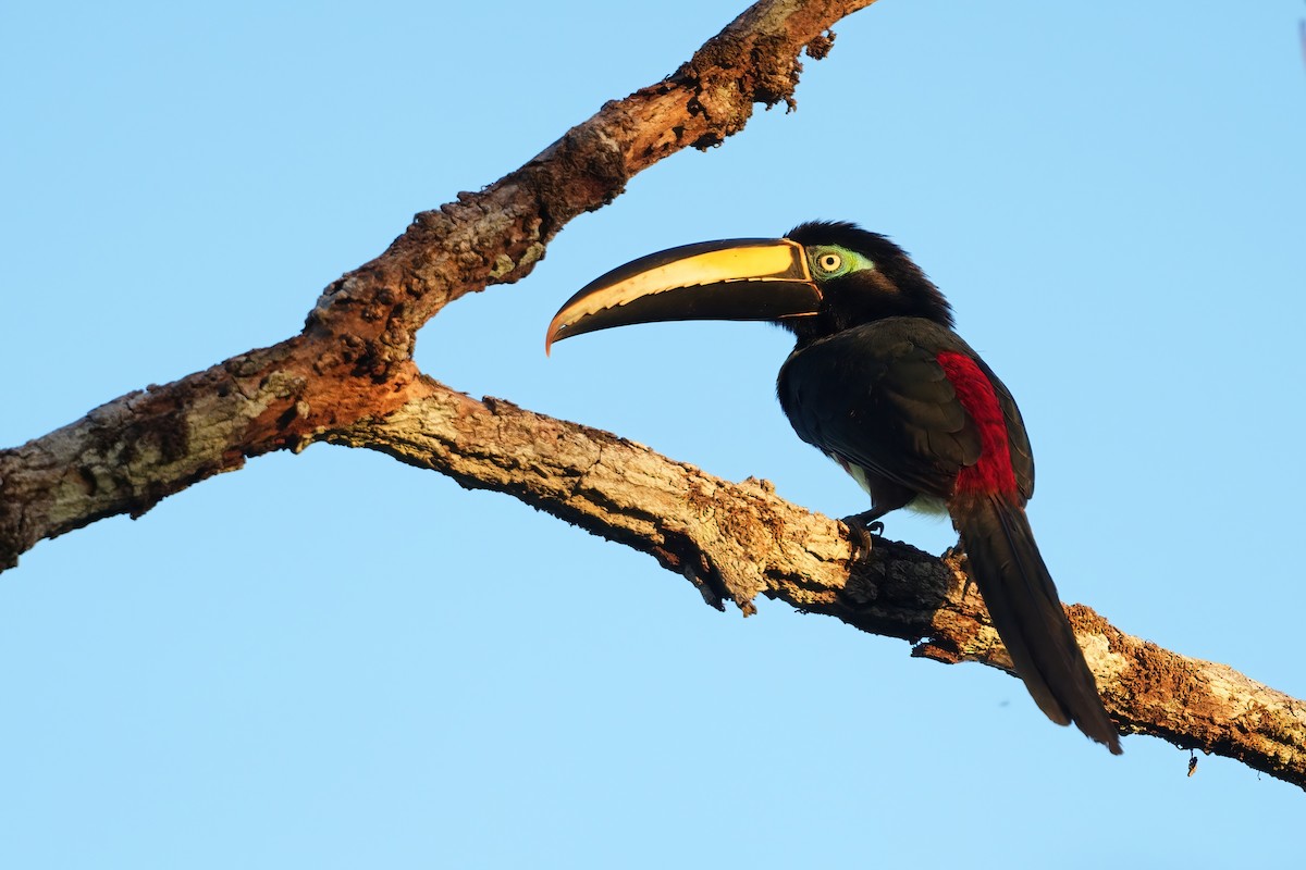 Many-banded Aracari - ML640641109