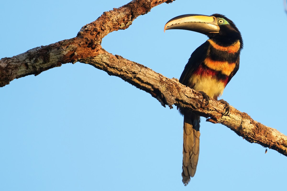Many-banded Aracari - ML640641110