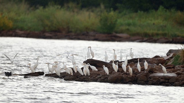 Western Cattle-Egret - ML640641127