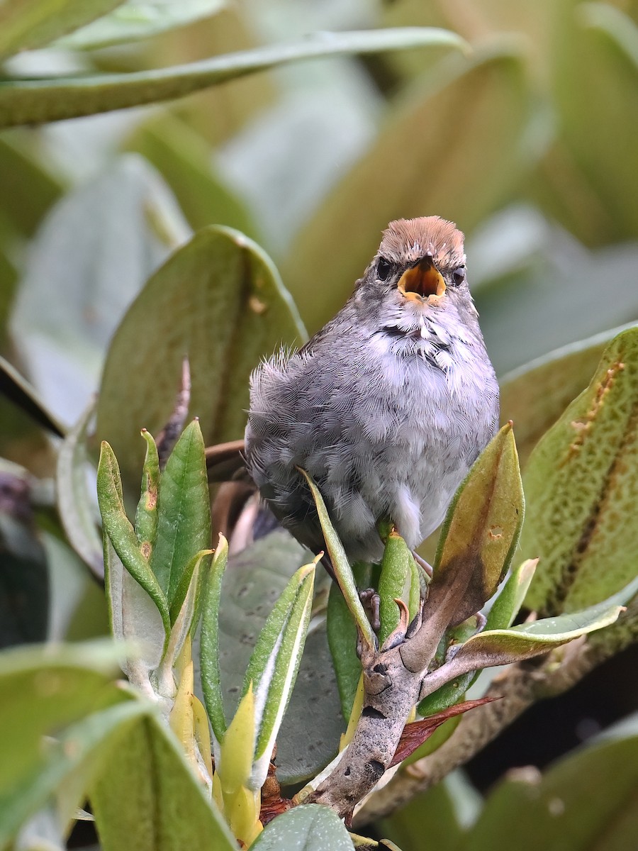 Gray-sided Bush Warbler - ML640641133
