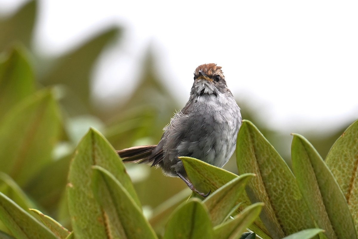Gray-sided Bush Warbler - ML640641134