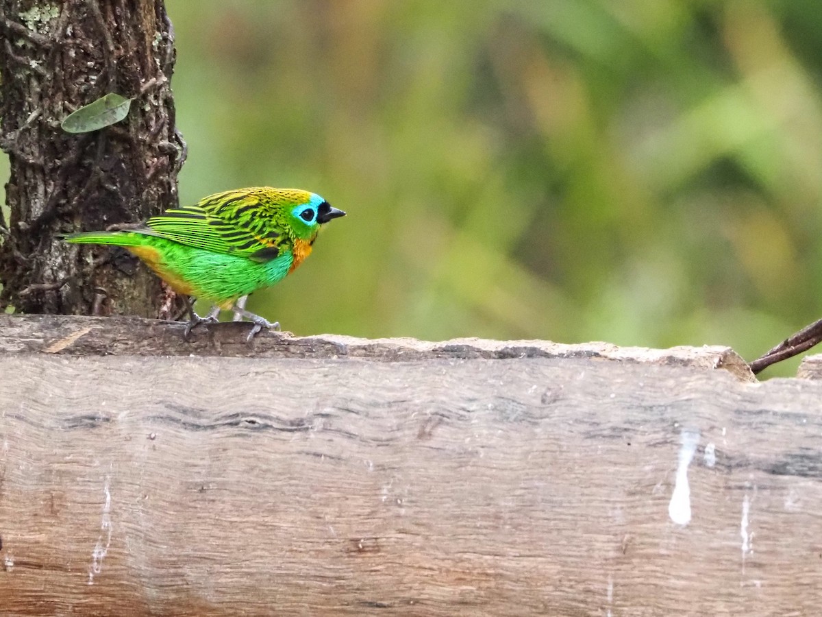 Brassy-breasted Tanager - ML640641148