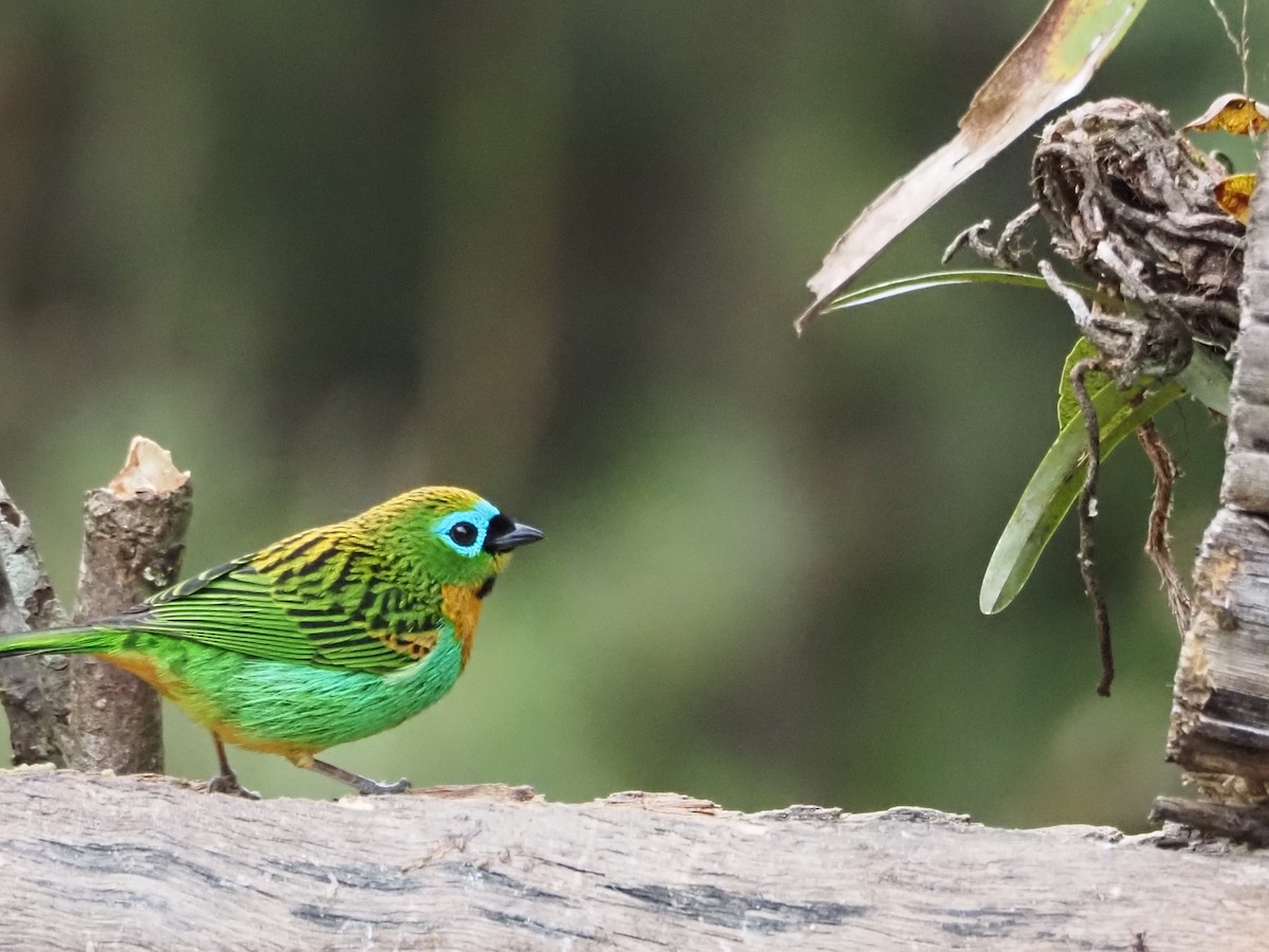Brassy-breasted Tanager - ML640641154