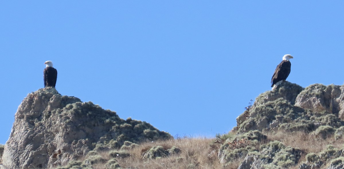 Bald Eagle - ML640641170
