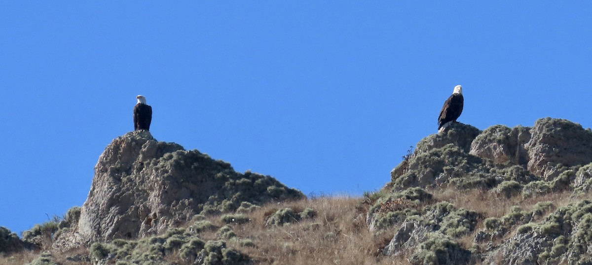 Bald Eagle - ML640641174