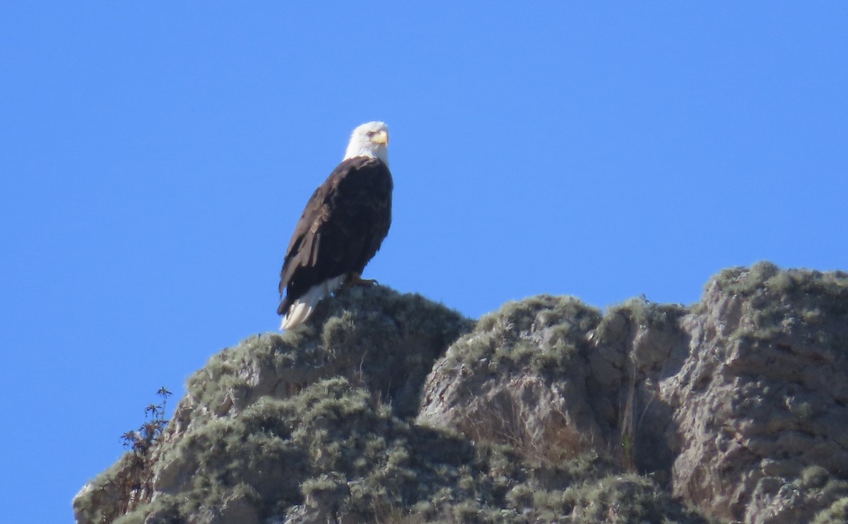 Bald Eagle - ML640641175