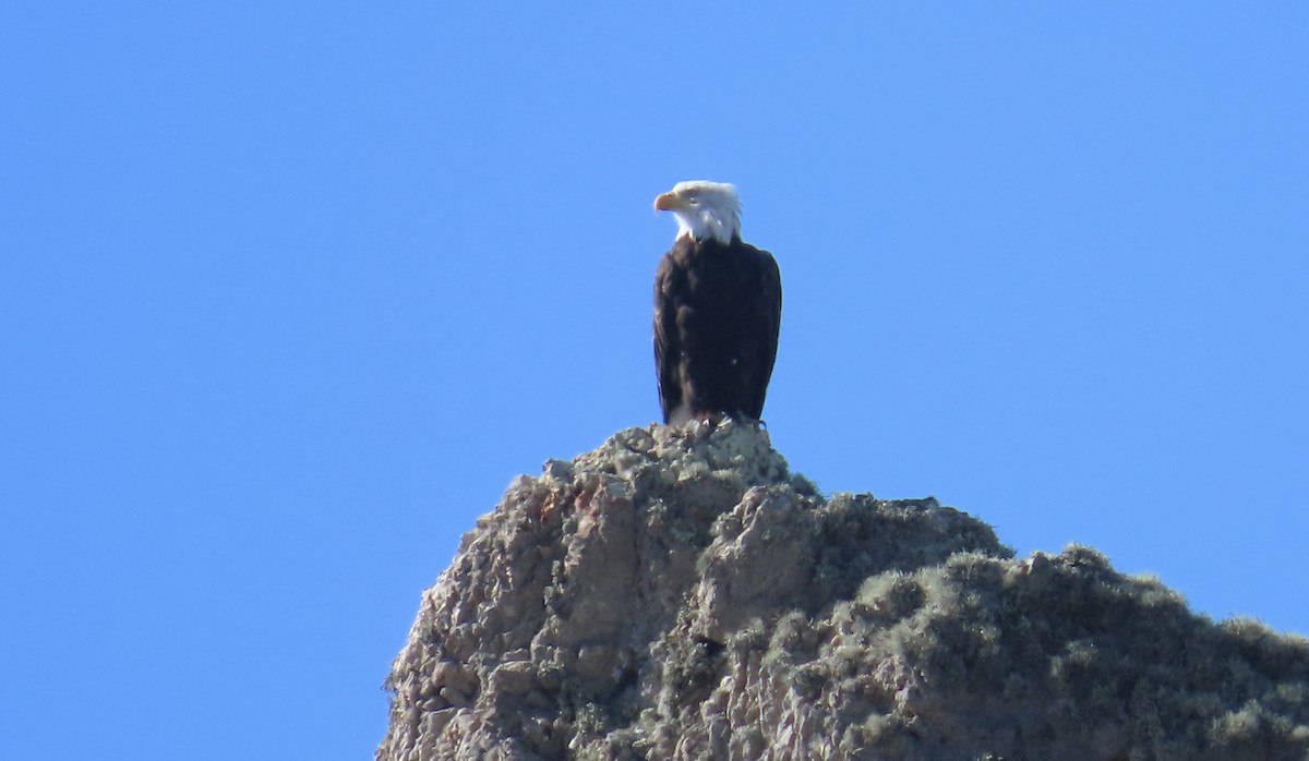 Bald Eagle - ML640641178