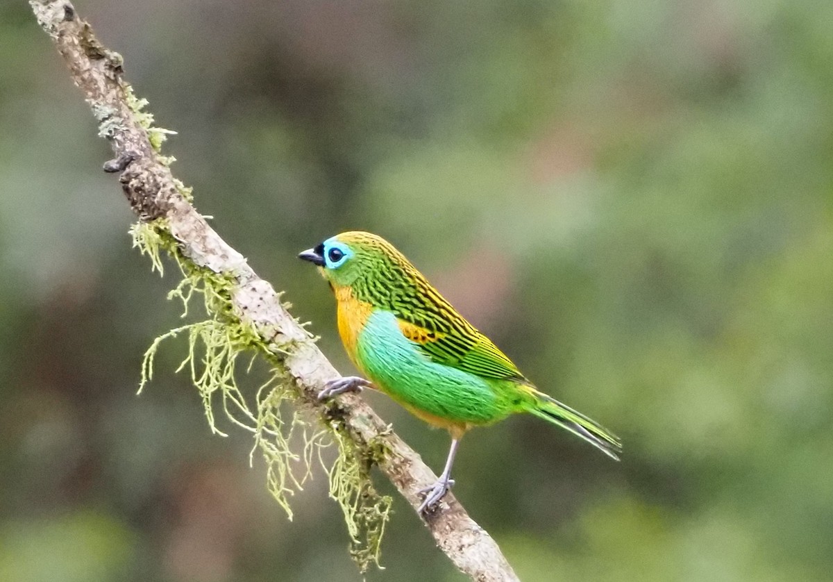 Brassy-breasted Tanager - ML640641190