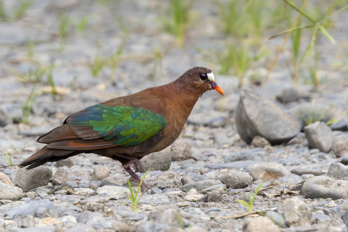 Stephan's Dove - ML640641208