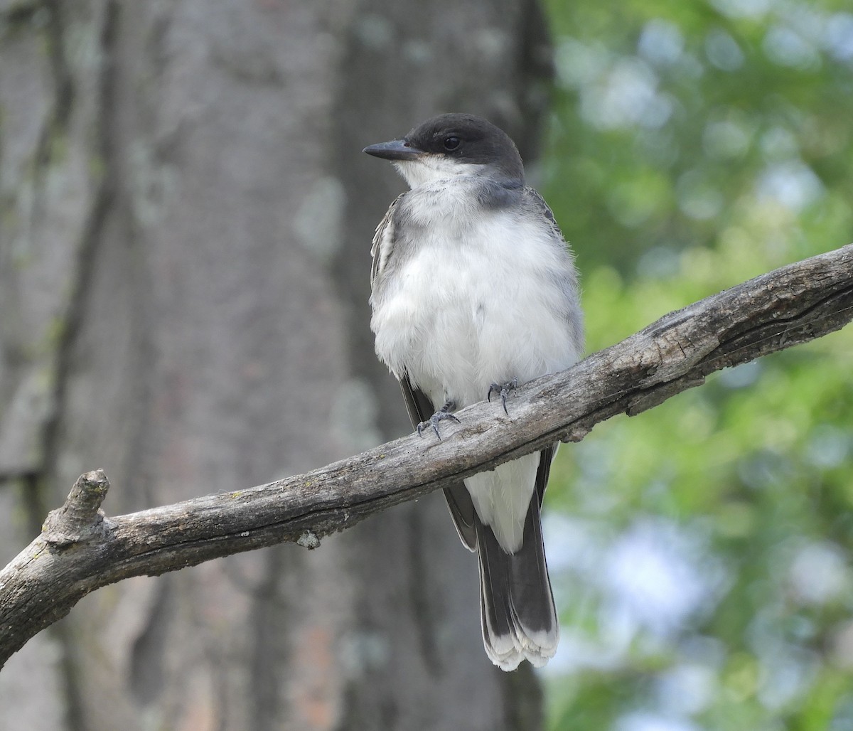 Eastern Kingbird - ML640641212