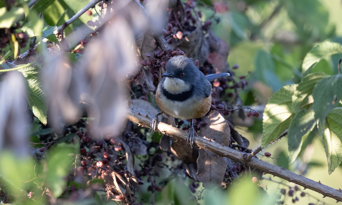 Apalis à col noir - ML640641213