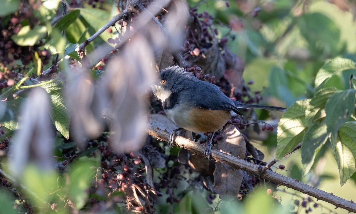 Apalis à col noir - ML640641214