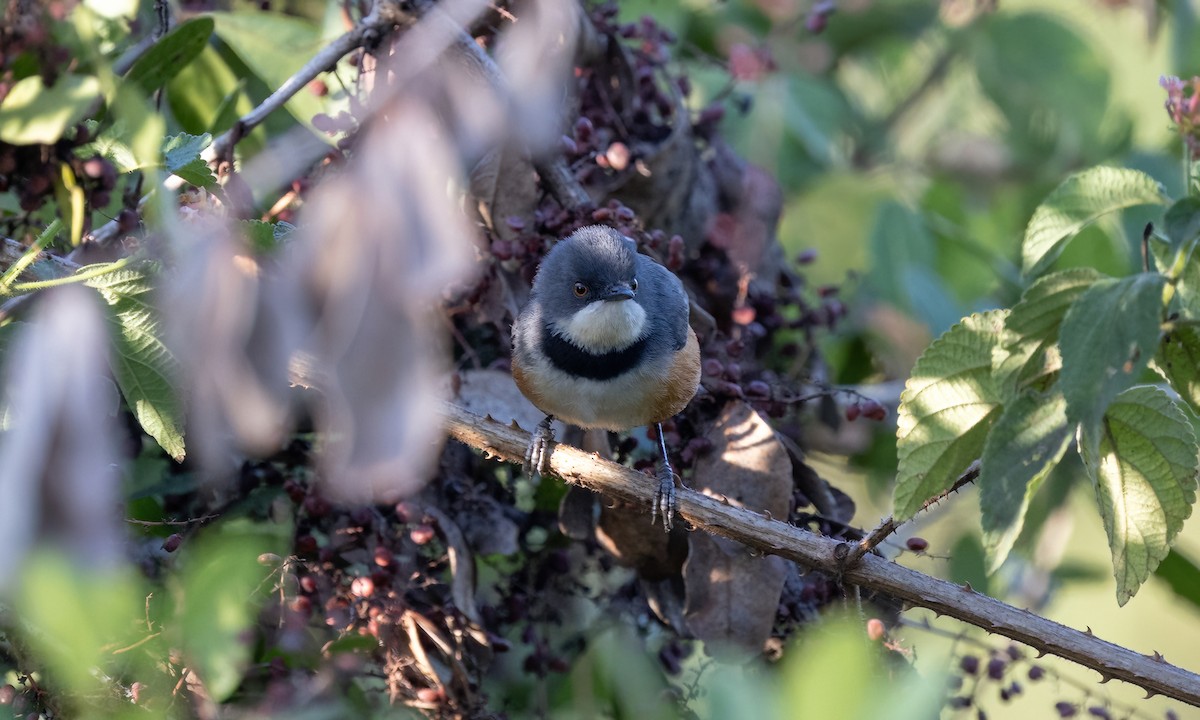 Apalis à col noir - ML640641215