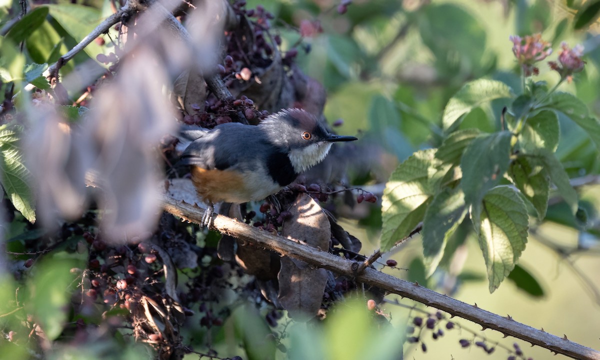 Apalis à col noir - ML640641216
