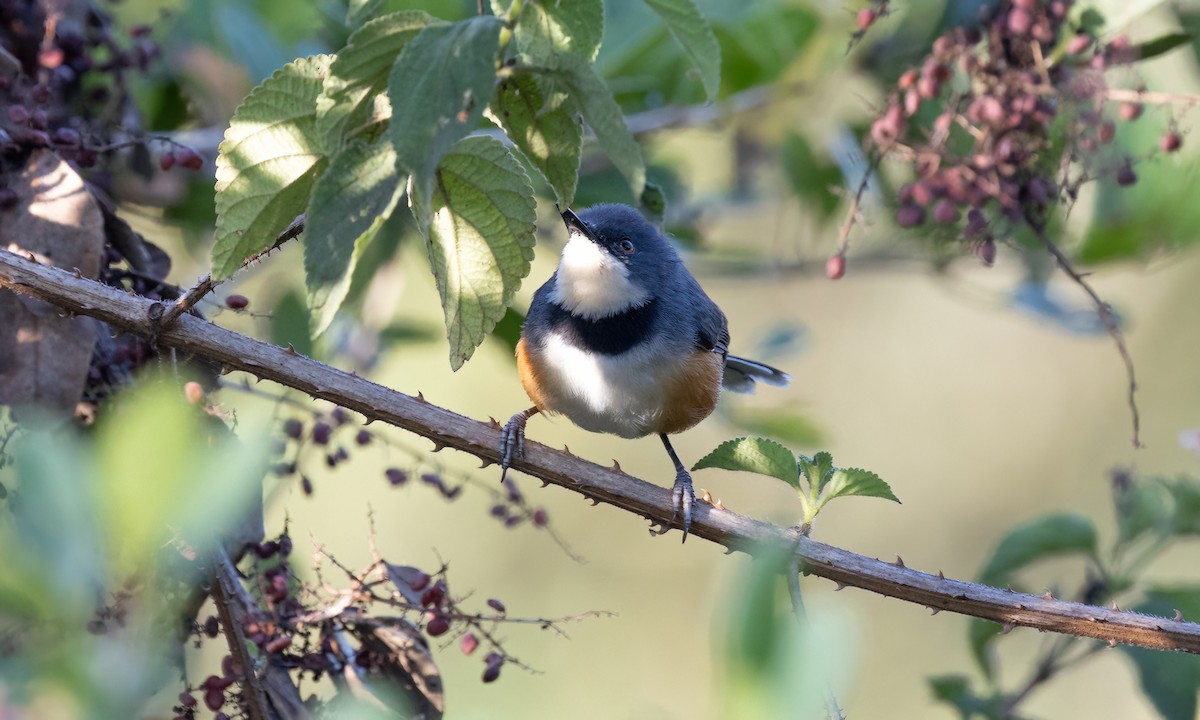 Apalis à col noir - ML640641217